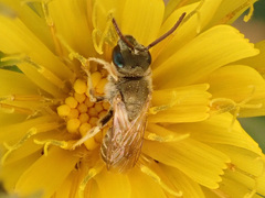 Halictus subauratus