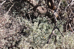 Chenopodium oahuense