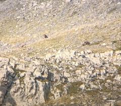 Capra ibex