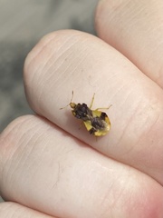 Phymata pennsylvanica