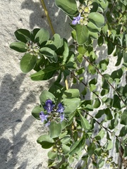 Vitex rotundifolia
