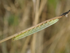 Tenthredopsis