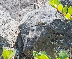 Somatochlora albicincta