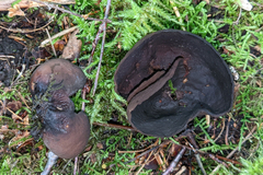 Phylloscypha phyllogena