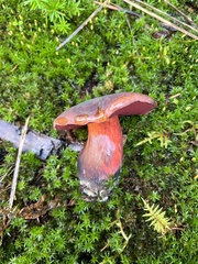 Neoboletus