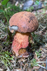 Boletus subvelutipes