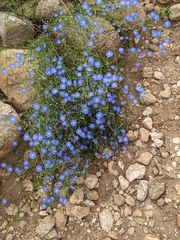 Evolvulus arizonicus