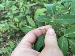 Desmodium perplexum