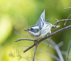 Setophaga nigrescens