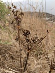 Lomatium nudicaule