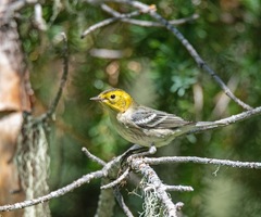 Setophaga townsendi × occidentalis