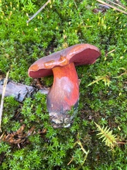 Neoboletus