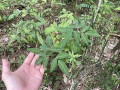 Desmodium perplexum