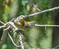 Setophaga coronata auduboni
