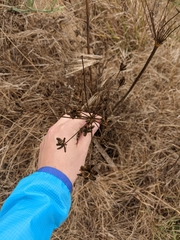 Lomatium nudicaule