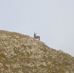 Capra ibex