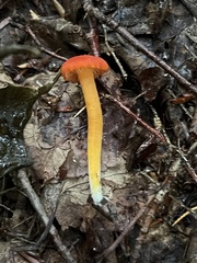 Hygrocybe miniata