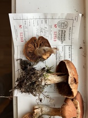 Cortinarius