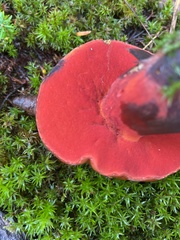 Neoboletus
