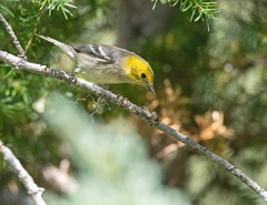 Setophaga occidentalis