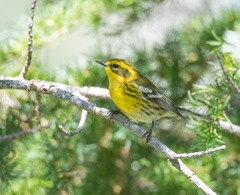 Setophaga townsendi