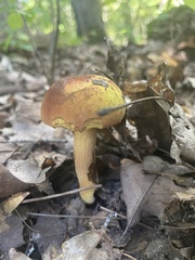 Boletus subvelutipes