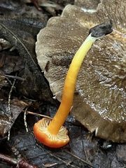 Hygrocybe miniata