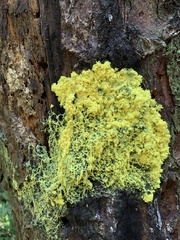 Fuligo septica