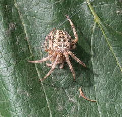 Araneus diadematus