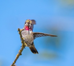Calypte anna