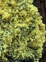 Fuligo septica