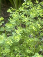 Euphorbia peplus