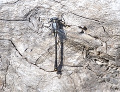 Octogomphus specularis