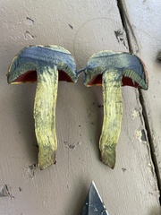 Boletus subvelutipes