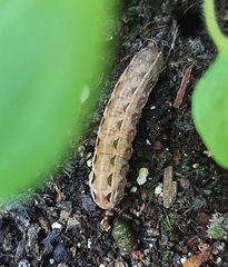 Spodoptera latifascia