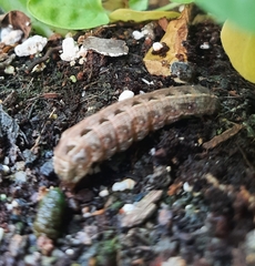 Spodoptera latifascia