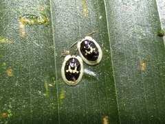 Aslamidium semicirculare