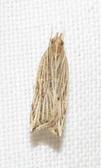 Helcystogramma hystricella