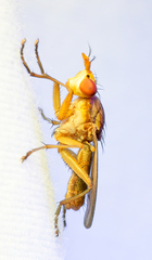 Tetanocera