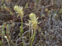 Ptilotus