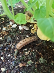 Spodoptera latifascia