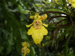 Erycina pusilla