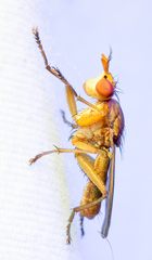 Tetanocera