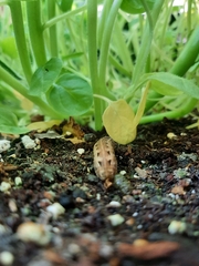 Spodoptera latifascia