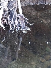 Lithobates clamitans