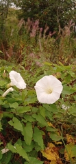 Calystegia