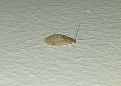 Hemerobius