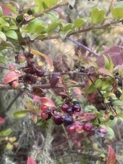 Vaccinium ovatum