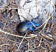 Carabus problematicus