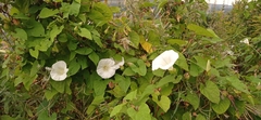 Calystegia